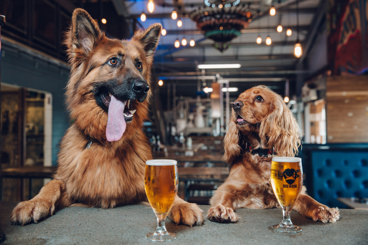 dog friendly places to visit liverpool